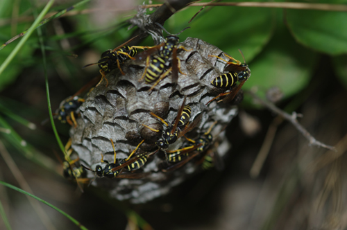 Polistes biglumis bimaculatus sul nido